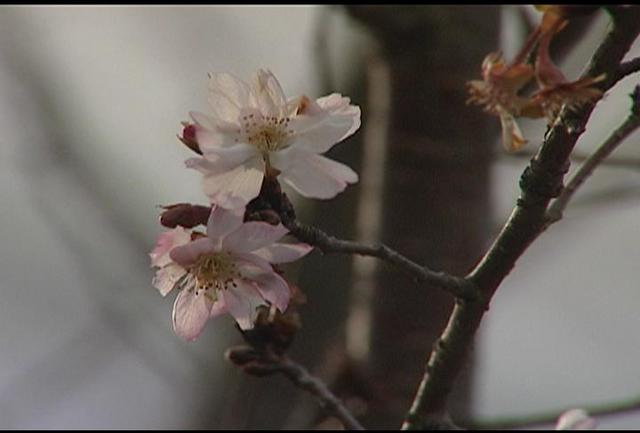 ふるさと館の10月桜　まだまだ見頃