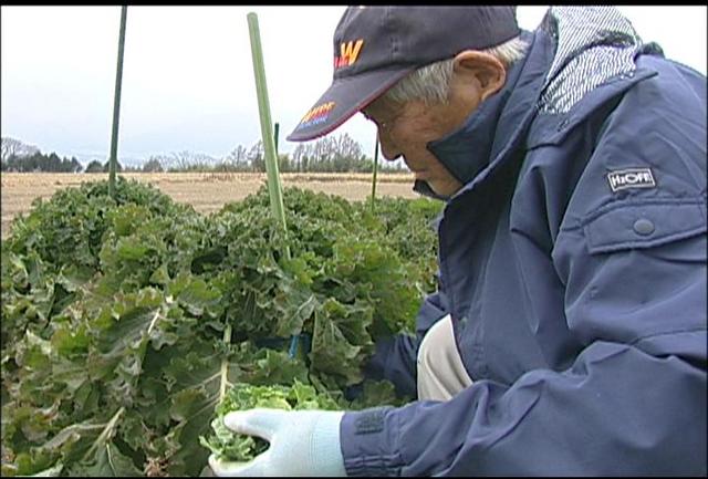 富県でプチヴェールの収穫始まる