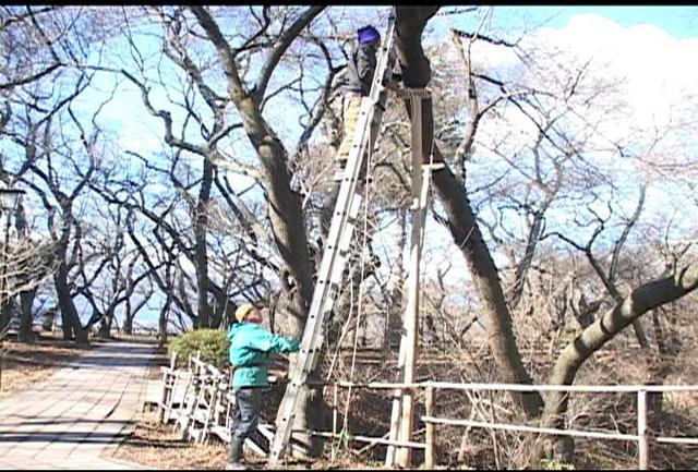 雪対策　高遠城址公園で桜の木の支柱立て