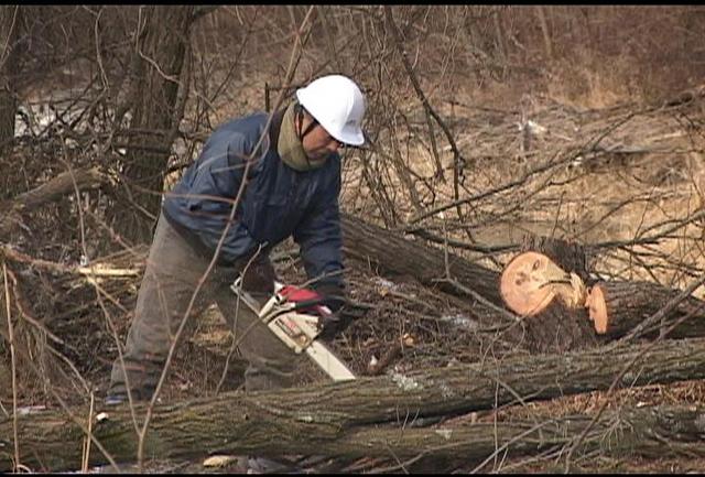 三峰川河川敷で樹木伐採作業