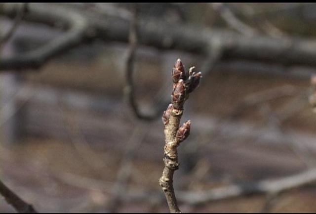 今年の桜開花　平年並みか早め