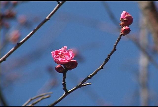 最高気温14.2度　今年一番の暖かさ