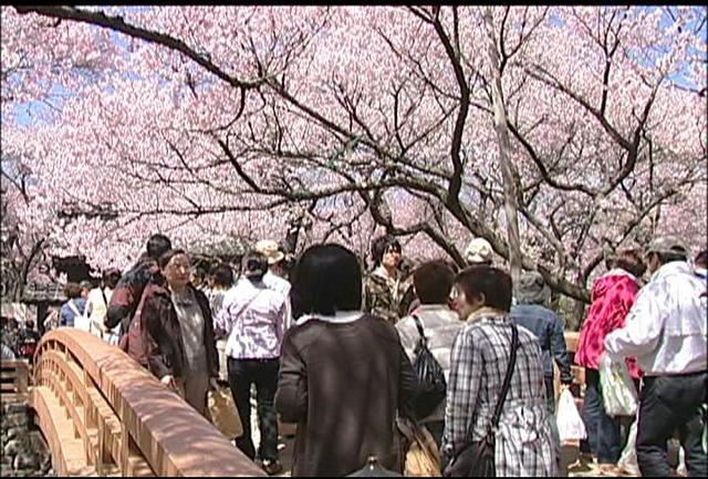 ～高遠城址公園桜～今年の開花予想は4月11日