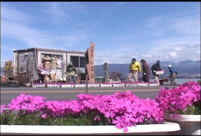 小沢花の会　シバザクラ飾る