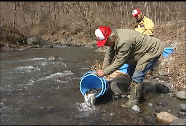 天竜川漁協が、あまごの成魚放流