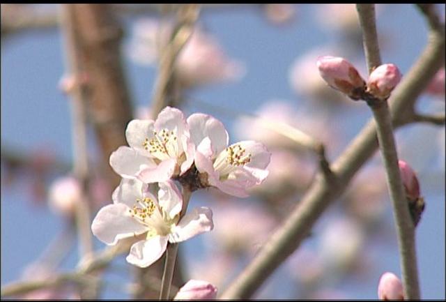 伊那市中央の未来通り沿いにあるロトウザクラが綻び始める