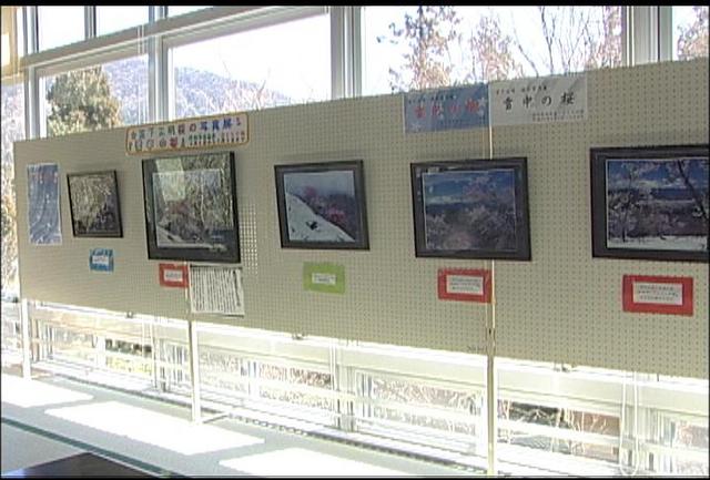 写真展「雪中の桜」5月9日まで