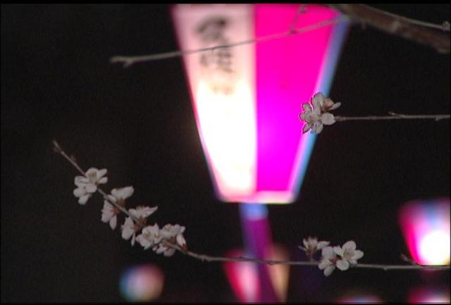 伊那公園　ぼんぼり点灯で花見ムード