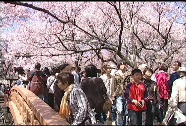 日本一の桜の里づくり計画策定