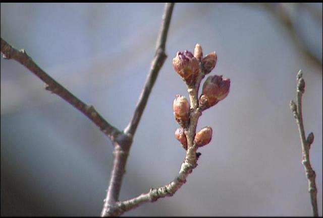 高遠城址公園の桜　開花は9日、満開14日