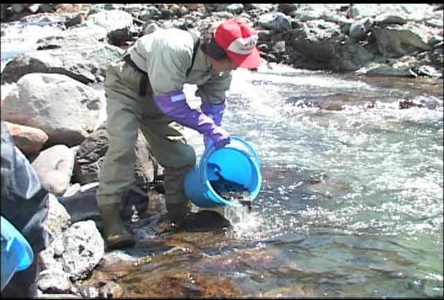 イワナの成魚放流