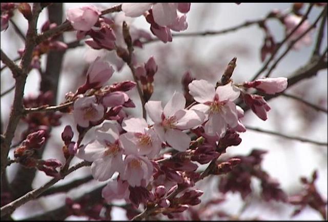 小松眼科医院の桜咲き始め