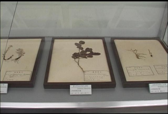 創造館逸品展「レッドリストの植物たち」