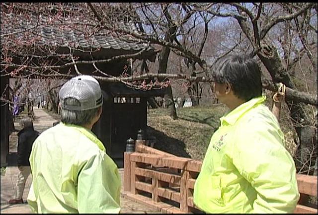 高遠城址公園　開花宣言出ず