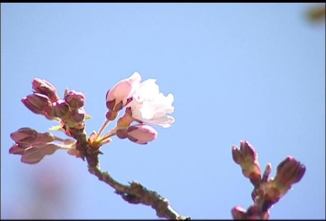 タカトオコヒガンザクラ　開花宣言