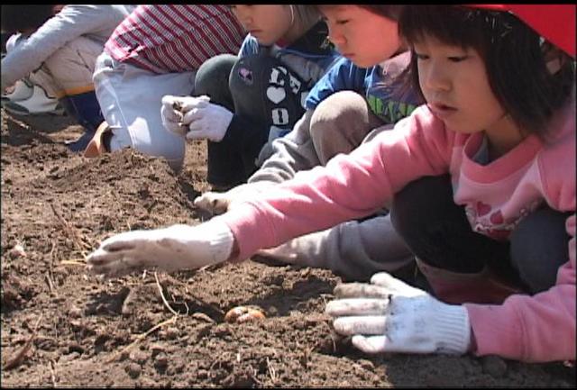 箕輪西小ジャガイモ植え