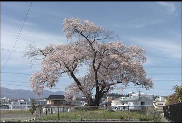 桜シリーズ(3)