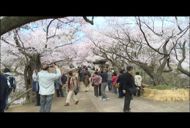 高遠城址公園　満開