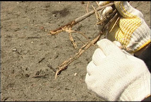 植樹したドングリ食べられる