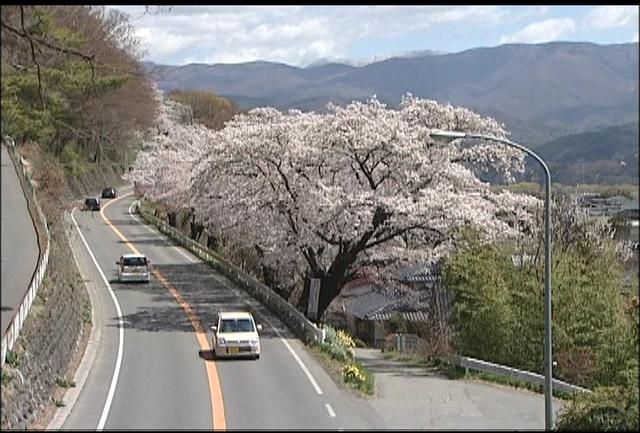 桜シリーズ(6)美篶桜トンネル