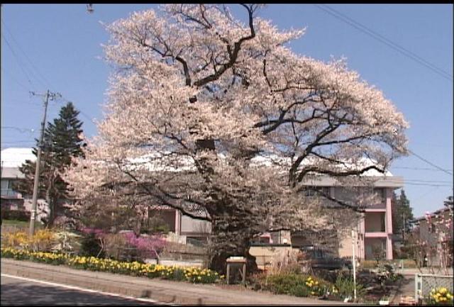 桜シリーズ　南箕輪小前のエドヒガンザクラ満開