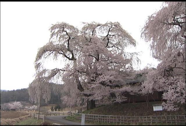 桜シリーズ