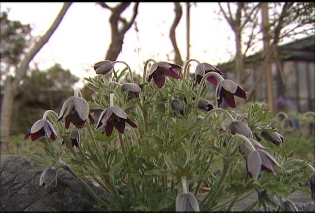 絶滅危惧種「オキナグサ」見ごろ