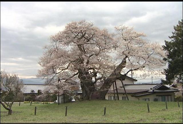 権現桜見ごろ