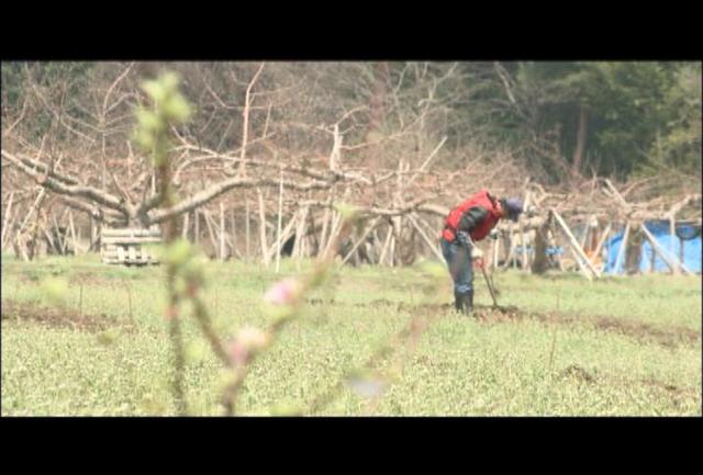 福島の農家　再起かけ果樹の苗植え