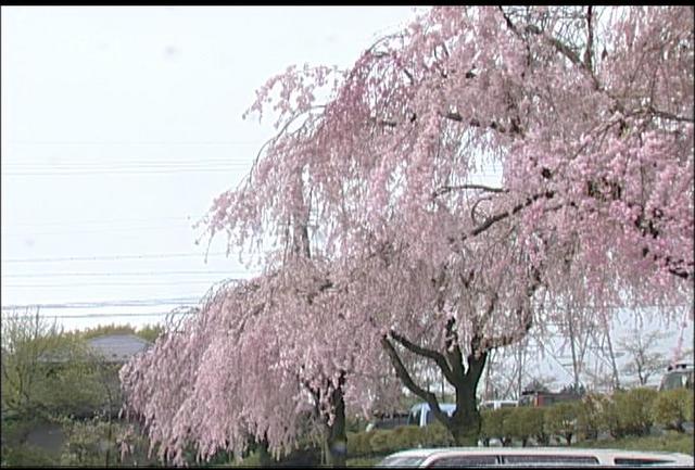 桜シリーズ