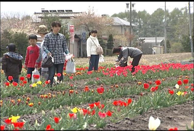 チューリップで地域活性化