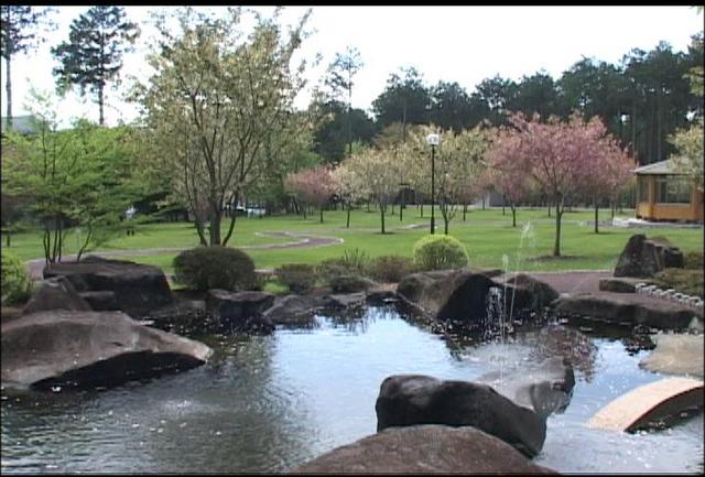 ルビコン　敷地の黄桜見頃