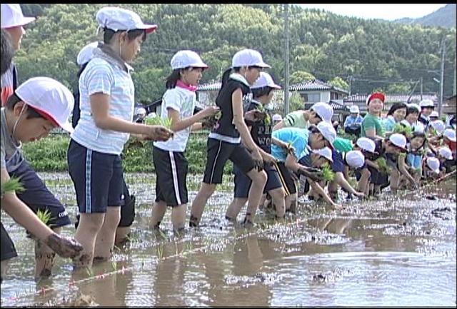 箕輪東小学校の5年生は、田植え体験