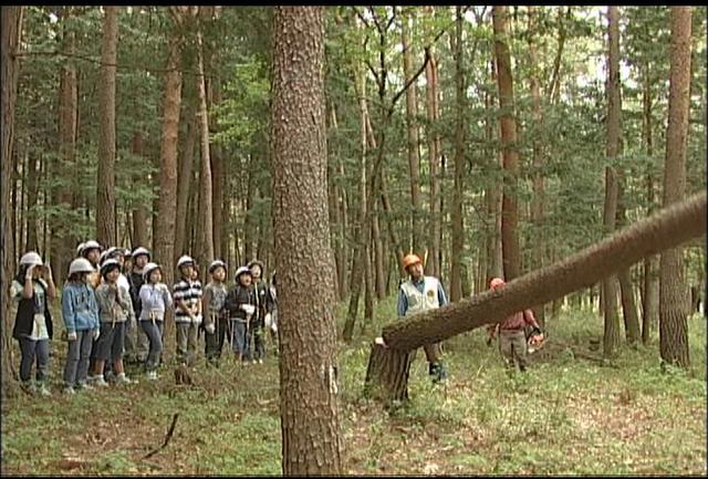 新宿区の小学生が間伐体験