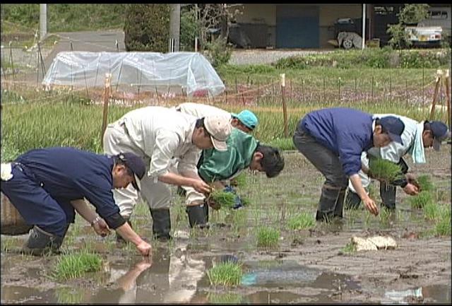 伊那市美篶の試験田で12品種の米の苗が植えらる