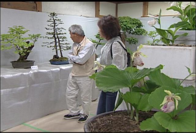 中条盆栽・山野草クラブ　展示会