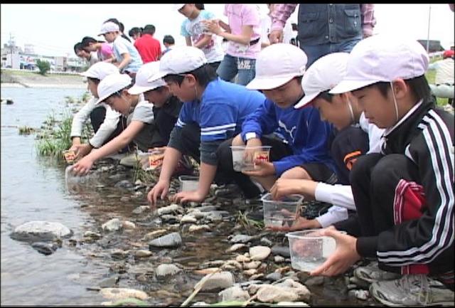 伊那小児童がアユ稚魚放流