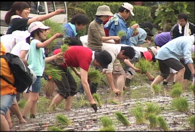 ふれあい農園で都会の人達が田植え体験