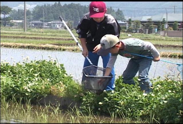 田んぼの生き物観察会