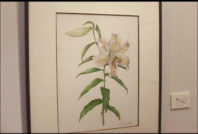 野村陽子植物細密画夏季展