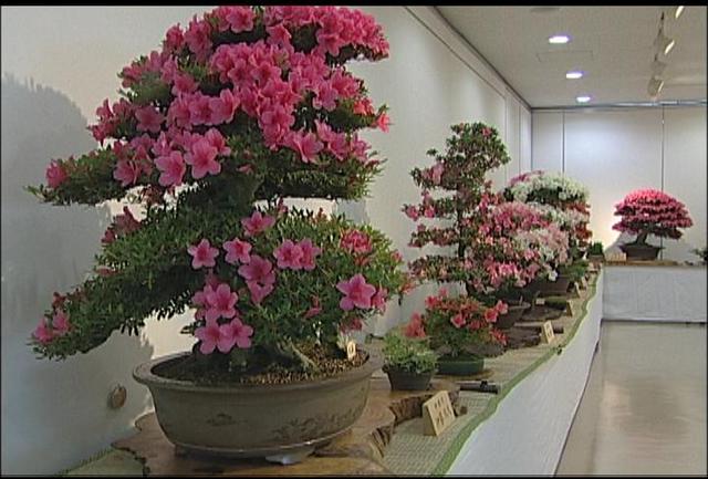 伊那愛樹会の春の盆栽展