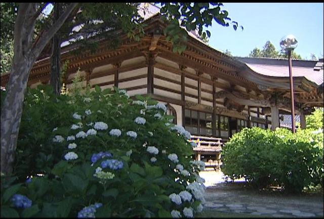 深妙寺のあじさい見ごろ