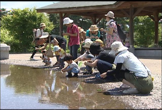 笹舟浮かべて親子が交流