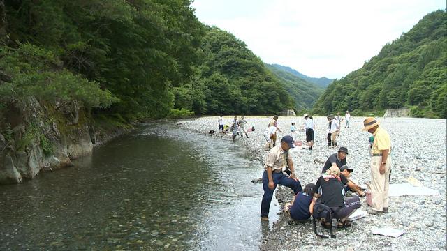 水生生物などを観察