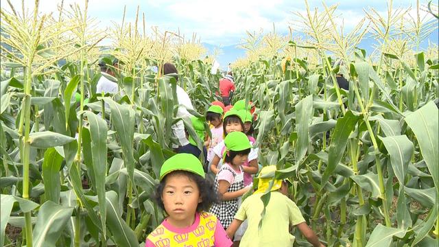 富県保育園　とうもろこしを収穫