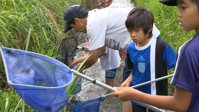 農業排水路で生き物調査