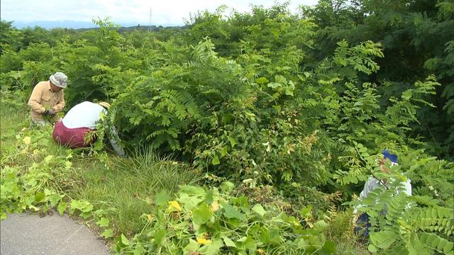 三峰川みらい会議　アレチウリの駆除