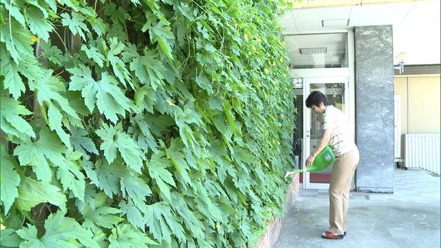 箕輪町郷土博物館に緑のカーテン