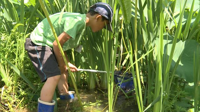 自由研究お手伝い　水生生物探し