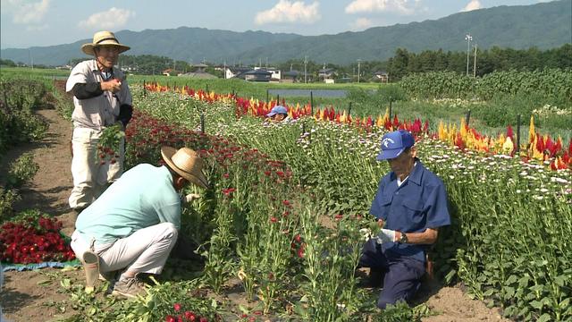 盆花販売に向け準備